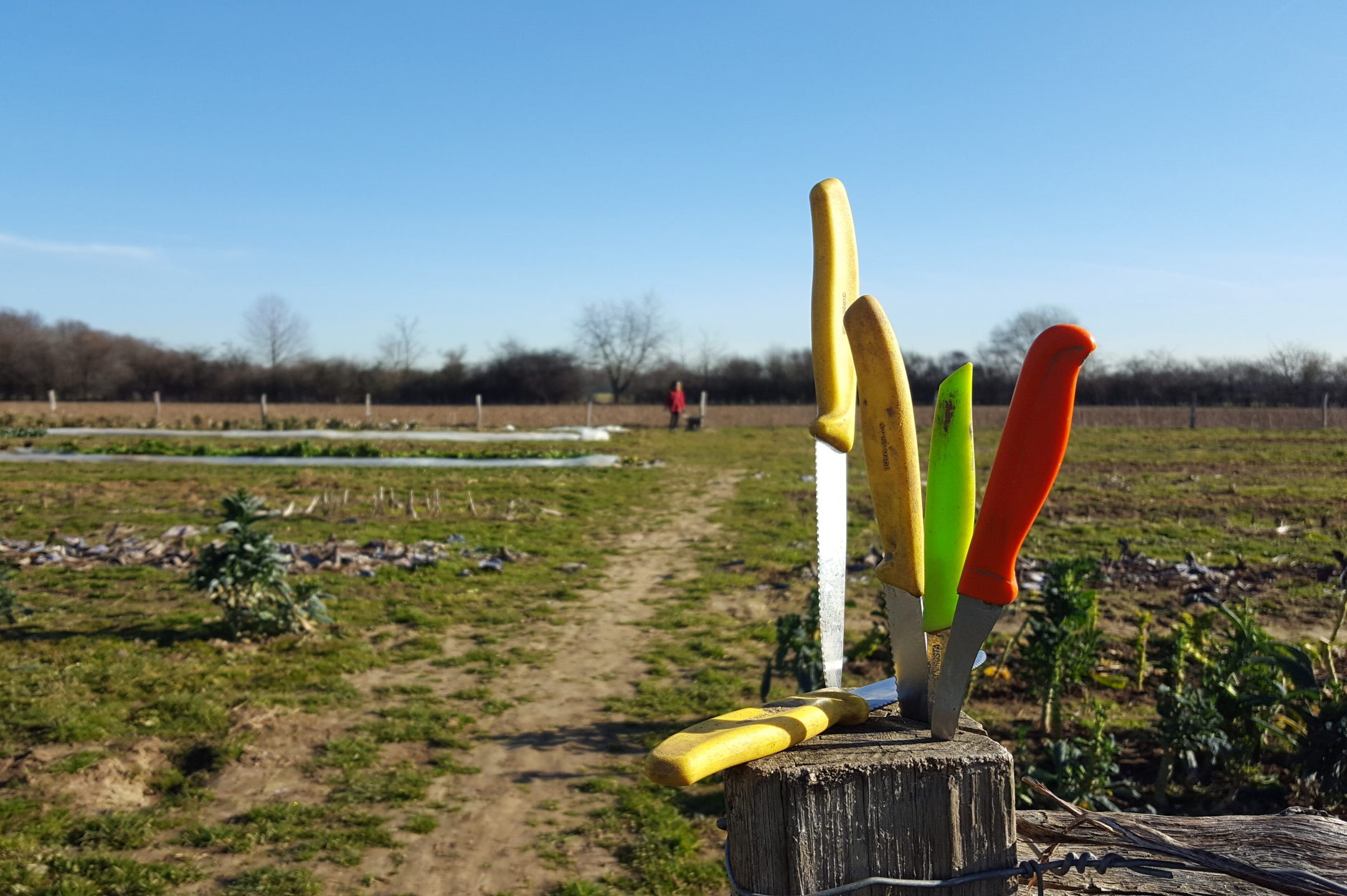 You are currently viewing Solidarische Landwirtschaft – Infoabend am Mittwoch, den 27.09. um 19.00 Uhr im Vorraum der Jesus Christus-Kirche